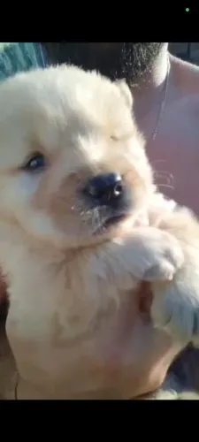 Filhote de CHOW CHOW 