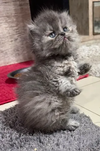 Filhote de gato persa