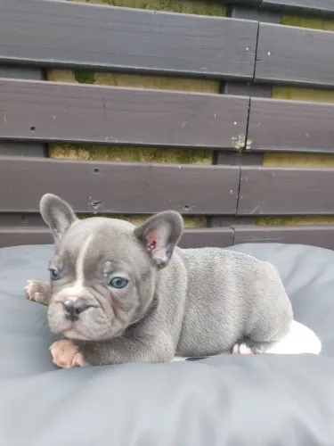 Filhotes de Bulldog Françes 