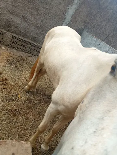 Polda