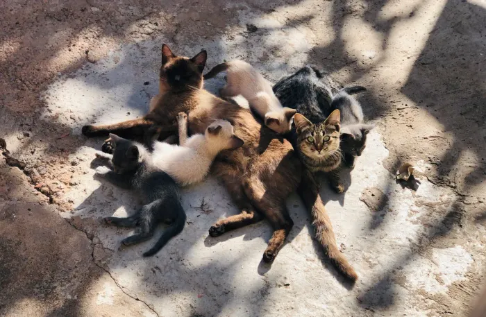 Gatos para Adoção 