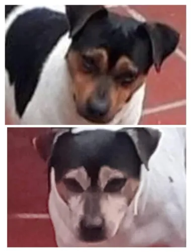 Fox Terrier Brasileiro/