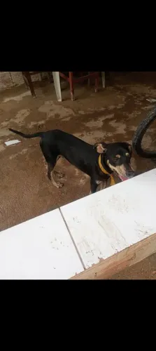 Cachorro mestiço de rottweiler/ vira lata 