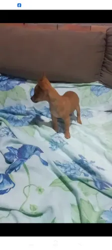 Pinscher macho zero