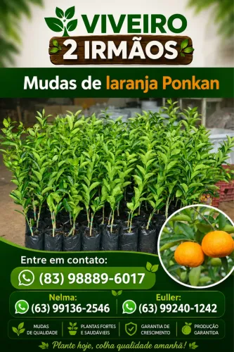 Mudas de laranja, Limão 