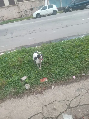 Americano caçador 
