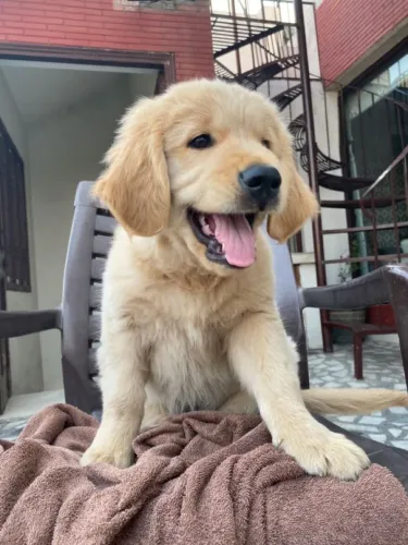 Golden Um pequeno companheiro para grandes momentos