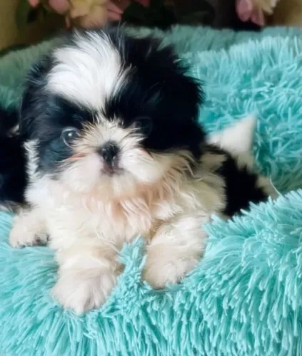 Filhotes de Shih Tzu | Puro encanto.