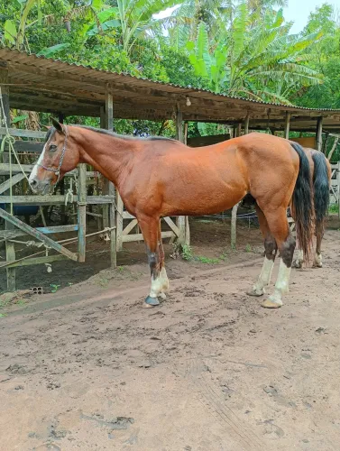Cavalo de direita