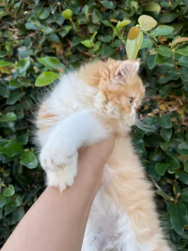 Gato Persa  bicolor (macho)