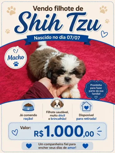 Filhote Shitzu