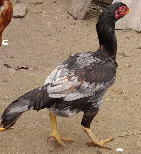 Índio bico curto, 6 por 499,00