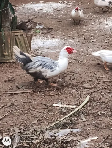 Patos e patas