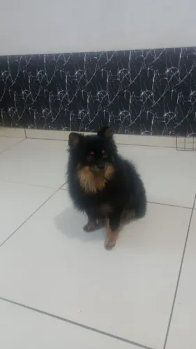 Vende-se Lulu da Pomerâna