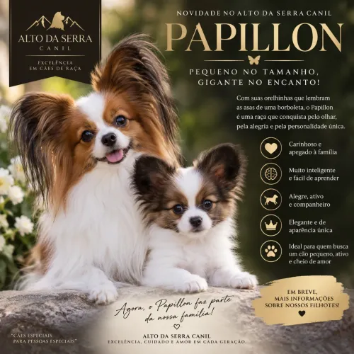Filhote de Papillon