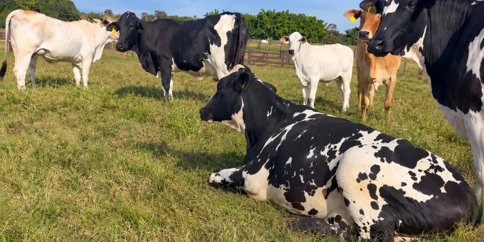 4 vacas cruzadas
