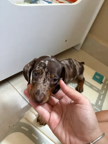 Vendo dashshund mofada original 45 dias de vida