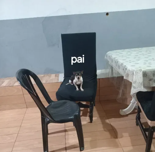 Vendo pinscher 01