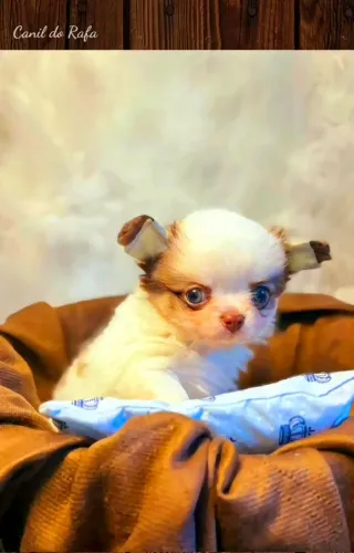Spitz/ Bulldog/ chihuahua