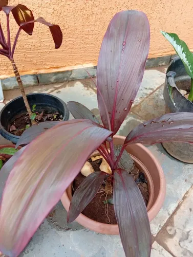 Plantas
