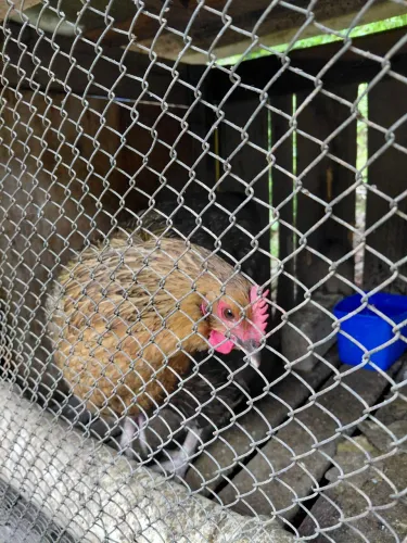 Galinha, mestiça orpington