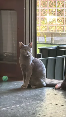 Russian Blue ( Azul Russo ) fêmea