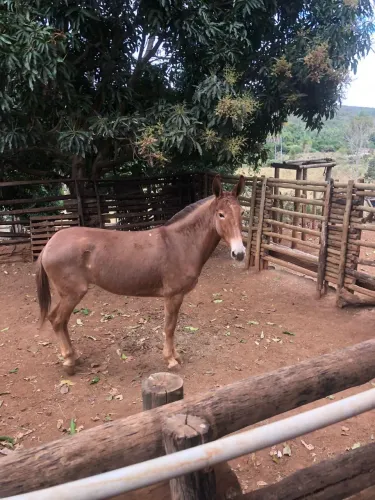 Vende-se mula