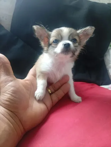 Chihuahua Fêmea Cor Fulvo e Branco Lindaaaa!