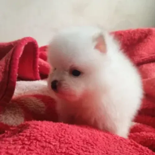 Lulu spitz anão machinho branco