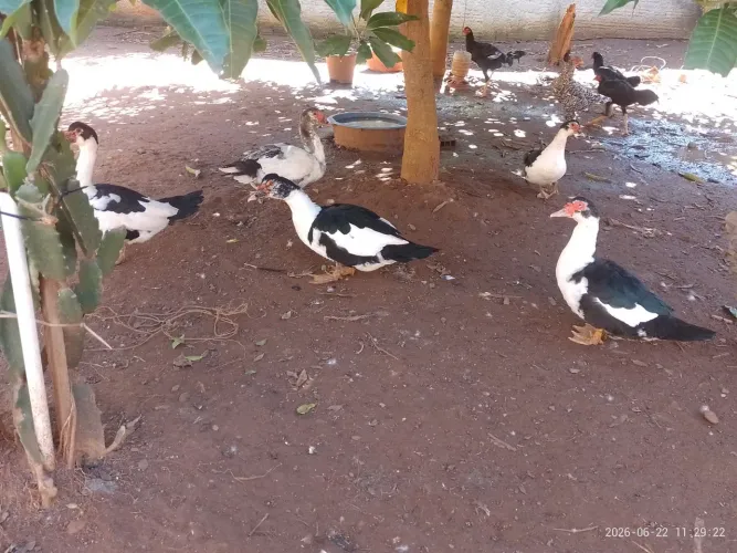 PATOS MACHOS À VENDA
