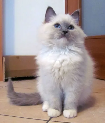 Ragdoll