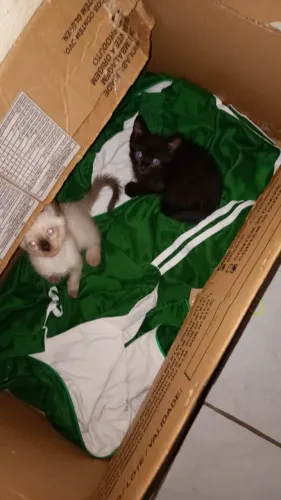 Gatinho filhote de raça