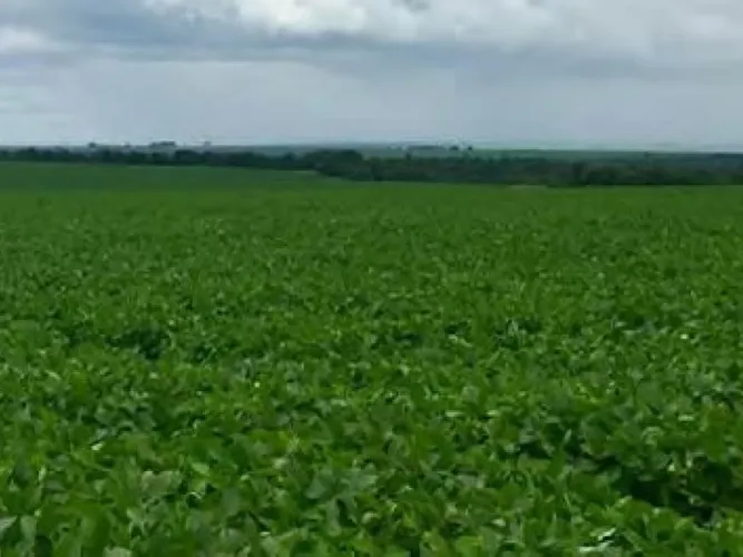 Imóvel Rural com Área de 1.415 ha (Fazenda São Vicente) - Juscimeira - MT