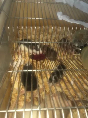Camundongos