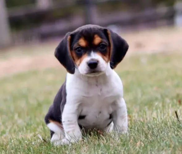? GARANTA