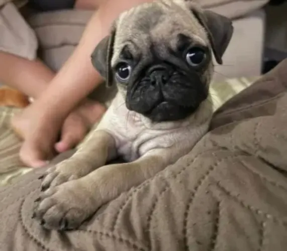 Pug seu aliado em todos os dias 