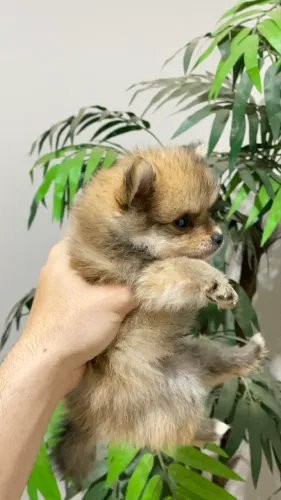 Lulu da pomerânia fêmea e macho (Spitz alemão)