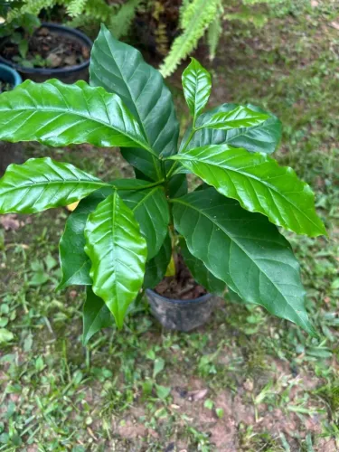 Mudas de Café Catuai Amarelo (30cm)