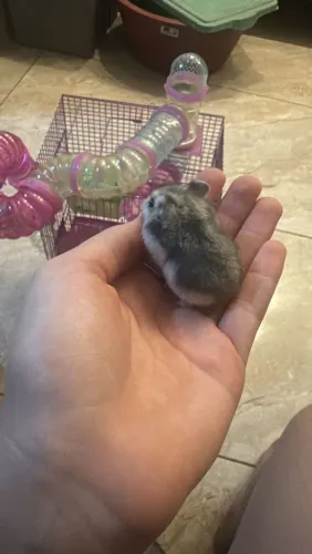 Ramister femia e macho 20,00 cada um 