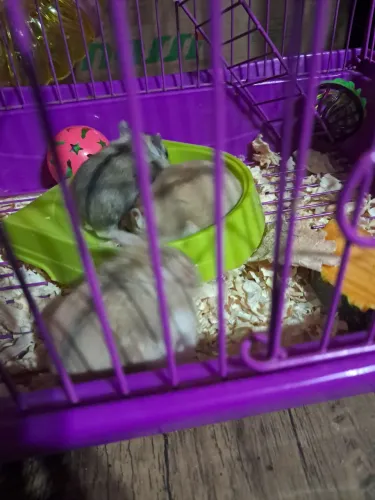 Hamster