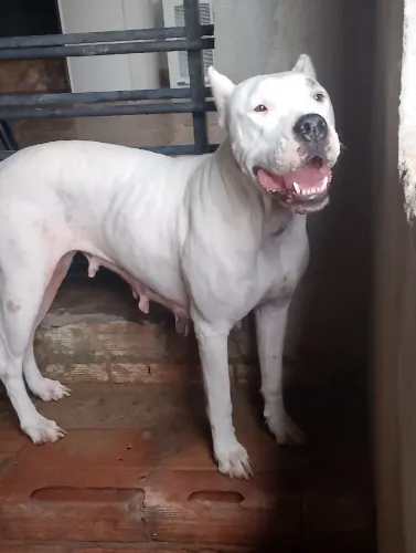 Dogo argentino fêmea adulta a venda
