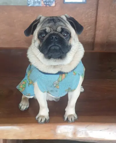 Vende-se Pug abricó macho 9 meses