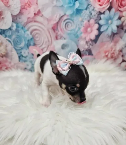 Pinscher Fêmea Muito Linda