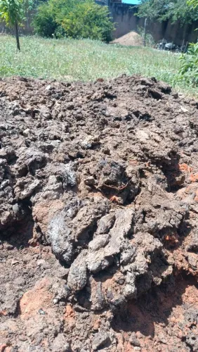 Estrumo de gado
