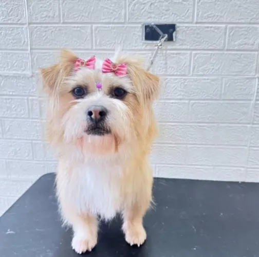 Belinha porte pequeno muito docil