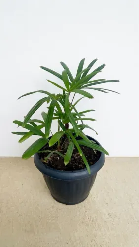 Vendo Planta Ráfia