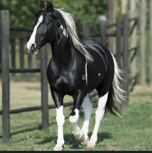 Cavalo inteiro COBERTURA