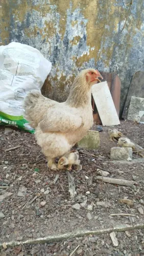 Pintinhos da raça Brahma