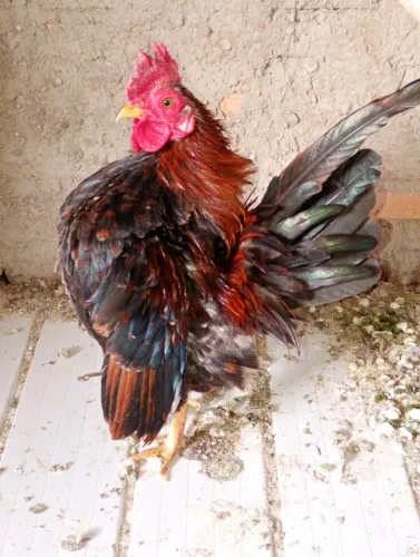 Serama