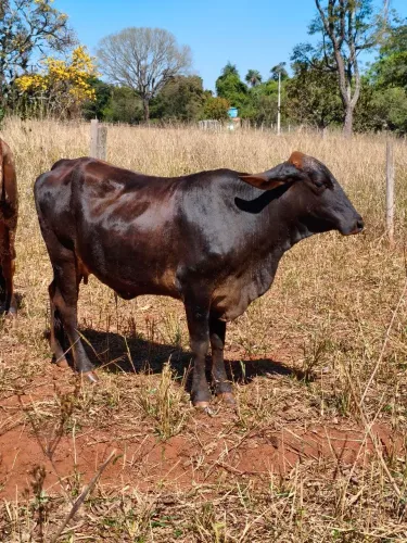 Vendo novilha irá ter a primeira cria em poucos dias